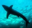 Swimmer attacked by shark at Windang Beach off Wollongong