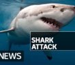 Swimmer dies after being mauled by a monster shark off the coast of Australia