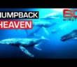 Swimming with majestic humpback whales in Tonga’s deep sea | 60 Minutes Australia