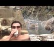 Swimming With Snow Monkeys | Whoa! That’s Weird