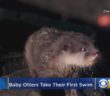 Video: Cute Baby Otters Take Their First Swim