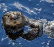 Otters Are Scared of Swimming Under Bridges