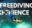 My First Freediving Experience // Bonaire, Dutch Caribbean