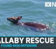 Wallaby rescued swimming 6km off South East Queensland coast