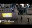 Penguins Wander Empty Chicago Aquarium During Coronavirus Closure