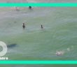 Curious manatee swims near people at St. Petersburg beach