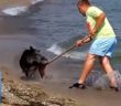 Swimming wild boar gives German beachgoers a scare