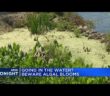 Toxic algae blooms in Great Lakes pose threat to beachgoers