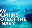 How Dolphins Protect the U.S. Navy