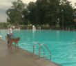 Local dogs swim in public pool before it closes for the season