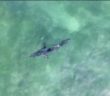 Marine life photographer catches multiple sharks swimming off Del Mar