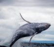 black and white whale jumping on water