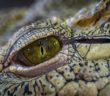 Swimmer Bitten on Head by Crocodile