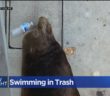 Swimming In Trash: Sea Lion Seen Sunbathing Amid Piles Of Garbage