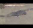 Video shows huge alligator swimming in storm surge after Hurricane Sally hit