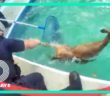 Video shows police officers rescue two young deer from swimming pool