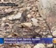 Watch: Mountain Lion Swims Across Reservoir In Colorado