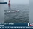 Woman breaks record swimming across Monterey Bay