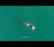 Pro Surfer Matt Wilkinson Shark Encounter | Surf Life Saving NSW