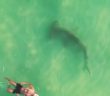 Insane drone video reveals huge hammerhead shark circling clueless swimmer in Florida