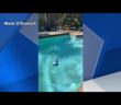 Video: Clearwater man defrosts Thanksgiving turkey in swimming pool