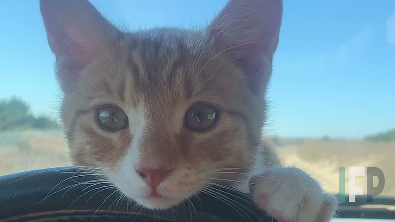 Meet Marlin, the Swimming, Ocean-Loving Hatteras Island Cat