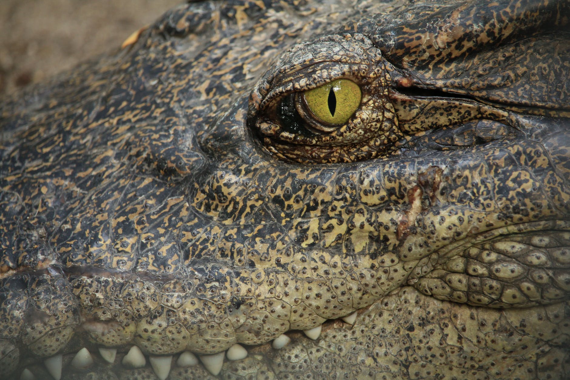 animal zoo head lizard