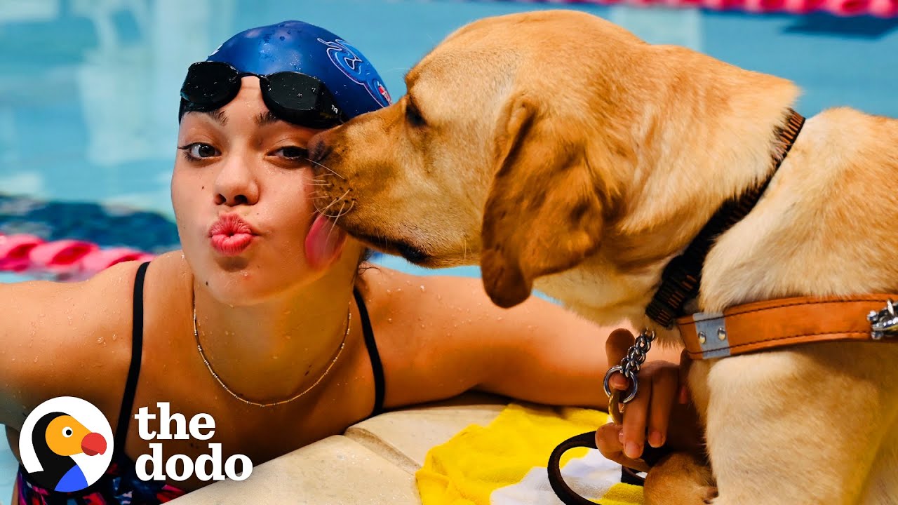 Anastasia Pagonisâ€™ Loyal Guide Dog Sits Next To Swimming Pool During Practice | The Dodo Teammates | The Dodo