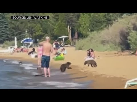 Bears Frolic At Busy South Lake Tahoe Beach | CBS Sacramento