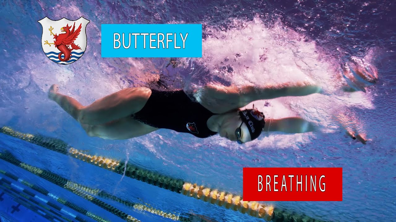 Butterfly Swimming Technique – Breathing Pattern | The Race Club