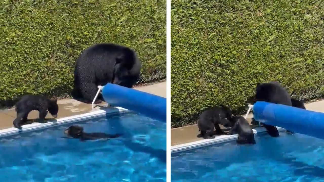 Canada Heatwave: Bears Cool Off in Swimming Pool Amid New High-Temperature Record | The Telegraph