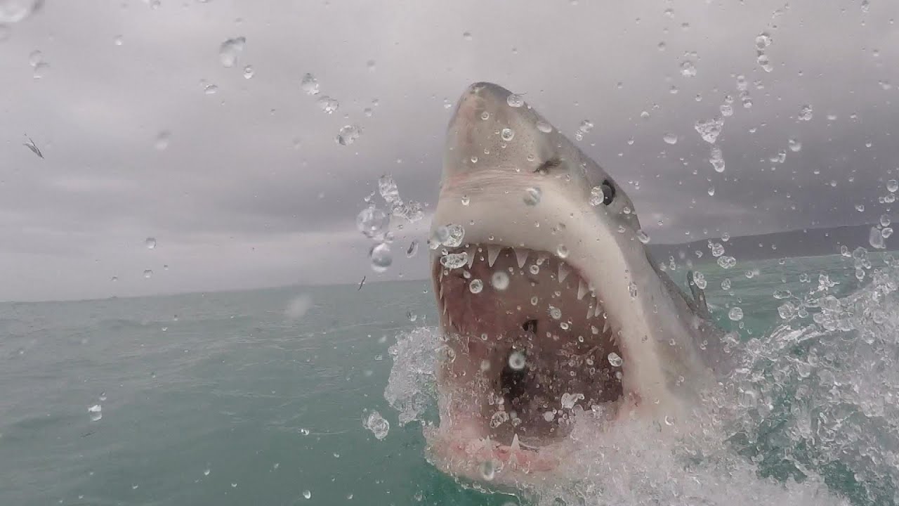 Heatwave Beachgoers See String of Shark Attacks | Inside Edition