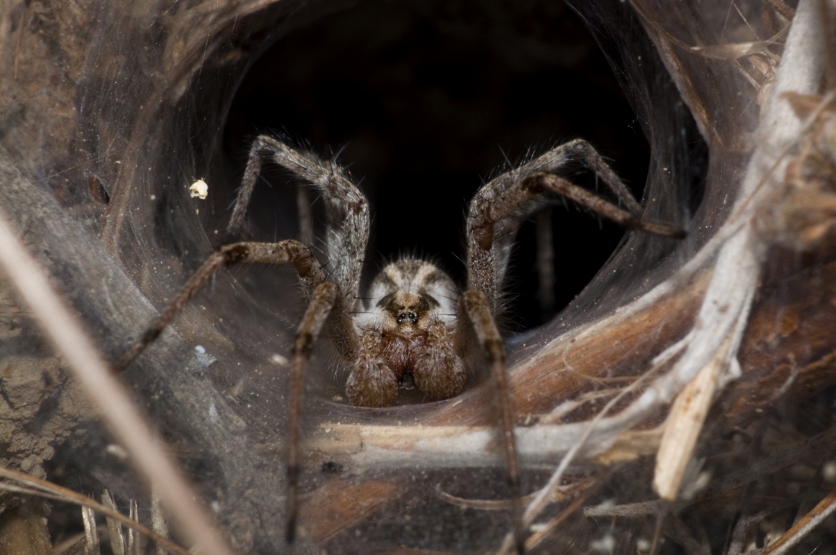 Protein in Deadly Spider Venom Blocks “Death Signal” After Heart Attack | New Atlas