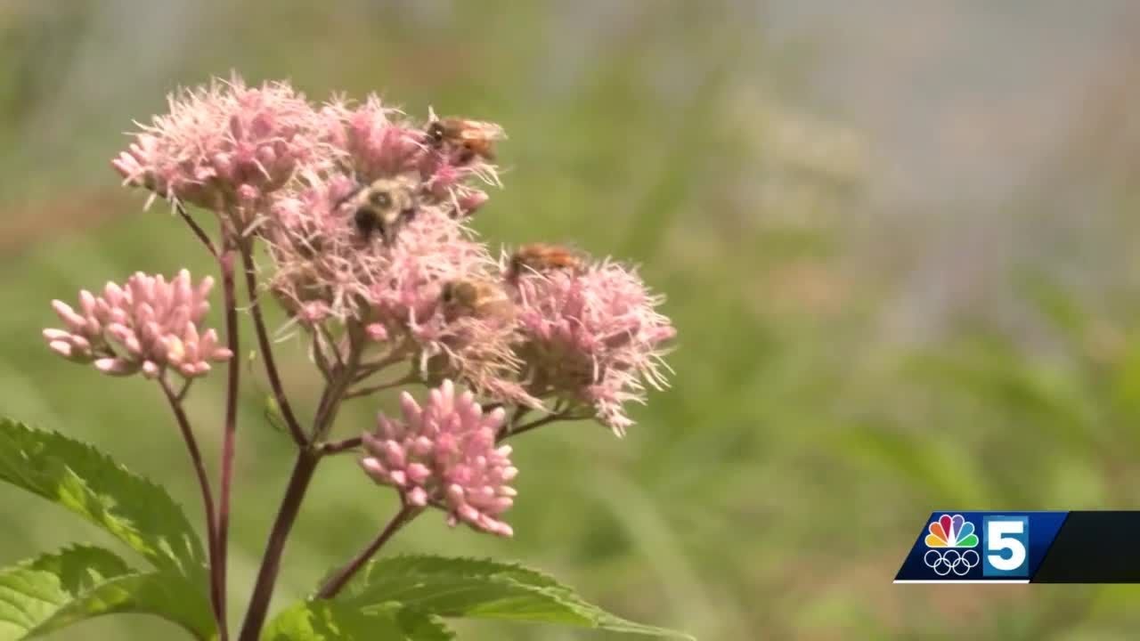 Swimming or Boating the Connecticut River? This Tool Helps Avoid Dirty Water | MyNBC5-WPTZ