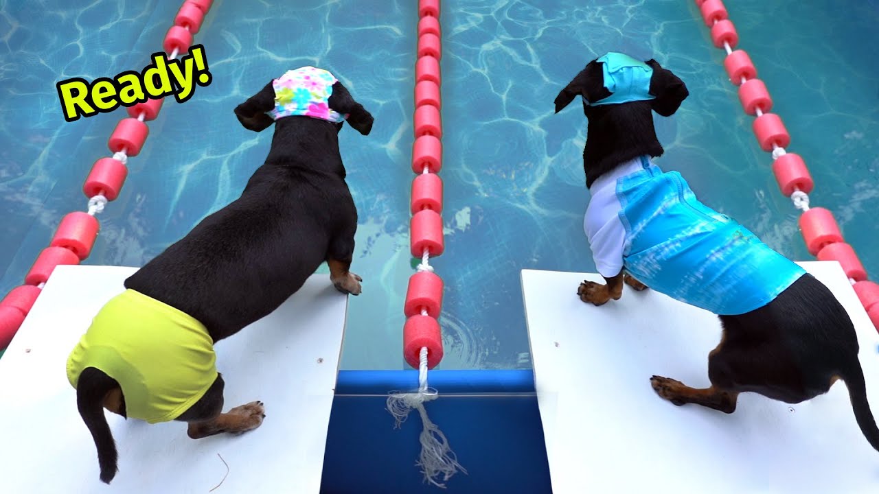 Wienerlympics: An Olympic Competition for Dachshunds