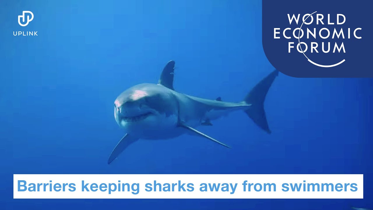 Magnetic Barrier Keeping Sharks Away From Swimmers | UpLink