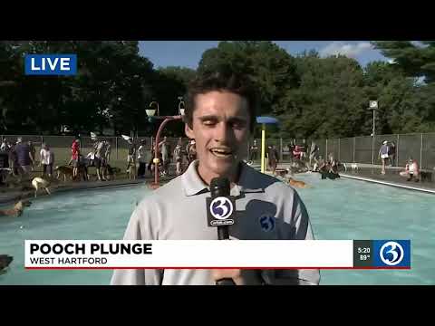 Dogs Go for a Swim at the Pooch Plunge | WFSB 3