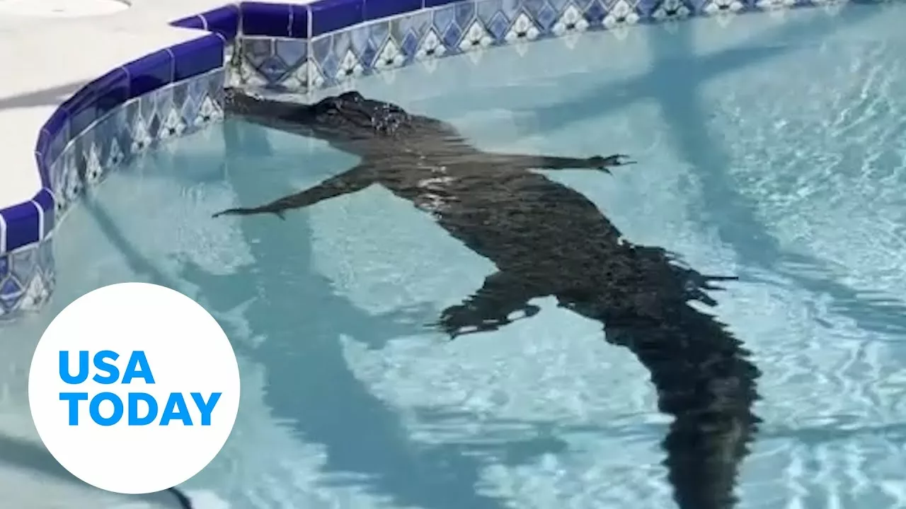 8-Foot Alligator Goes for a Swim in Florida Pool Before Being Removed | USA Today