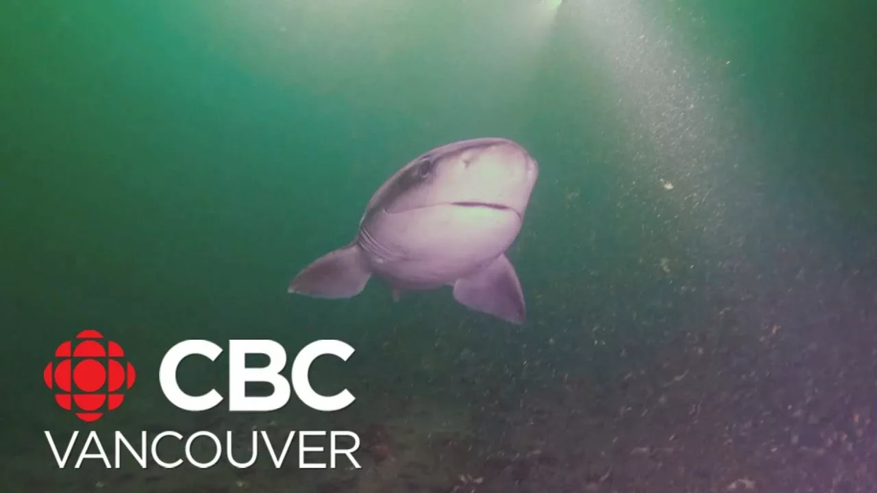 B.C. Scuba Divers Swim With Rare Shark | CBC Vancouver