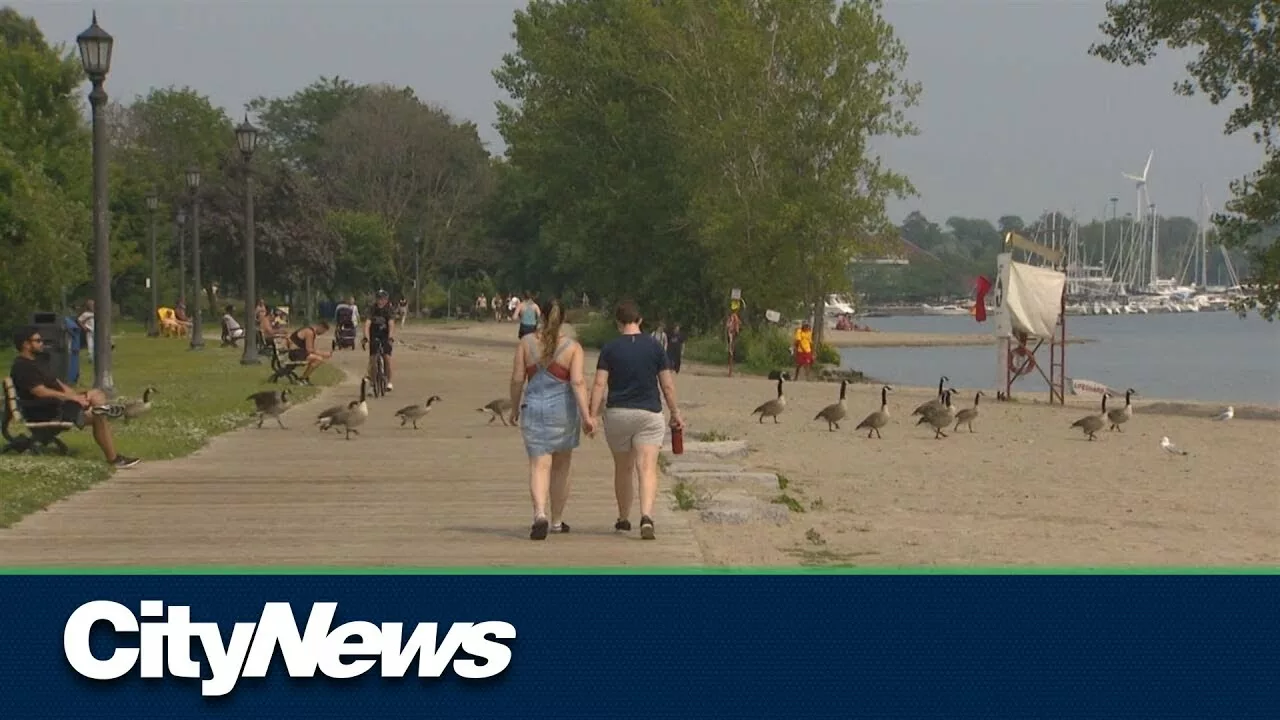 2 Toronto Beaches Unsafe for Swimming | CityNews