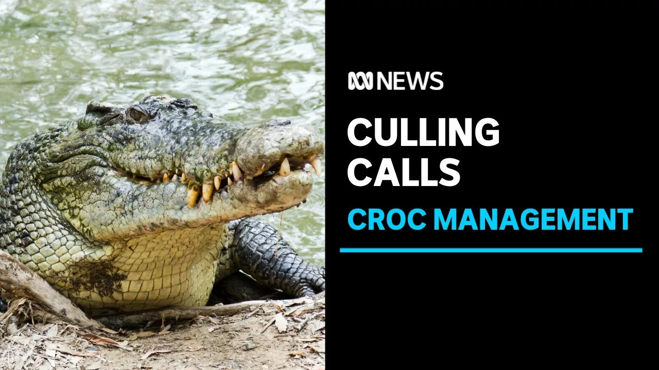 Crocodile Attacks, Injures Man at Popular Swimming Spot in Australia: “Extremely Scary” | CBS News