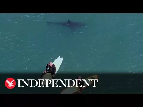 Great White Sharks Swim Metres Away From Surfers at Packed California Beach | The Independent