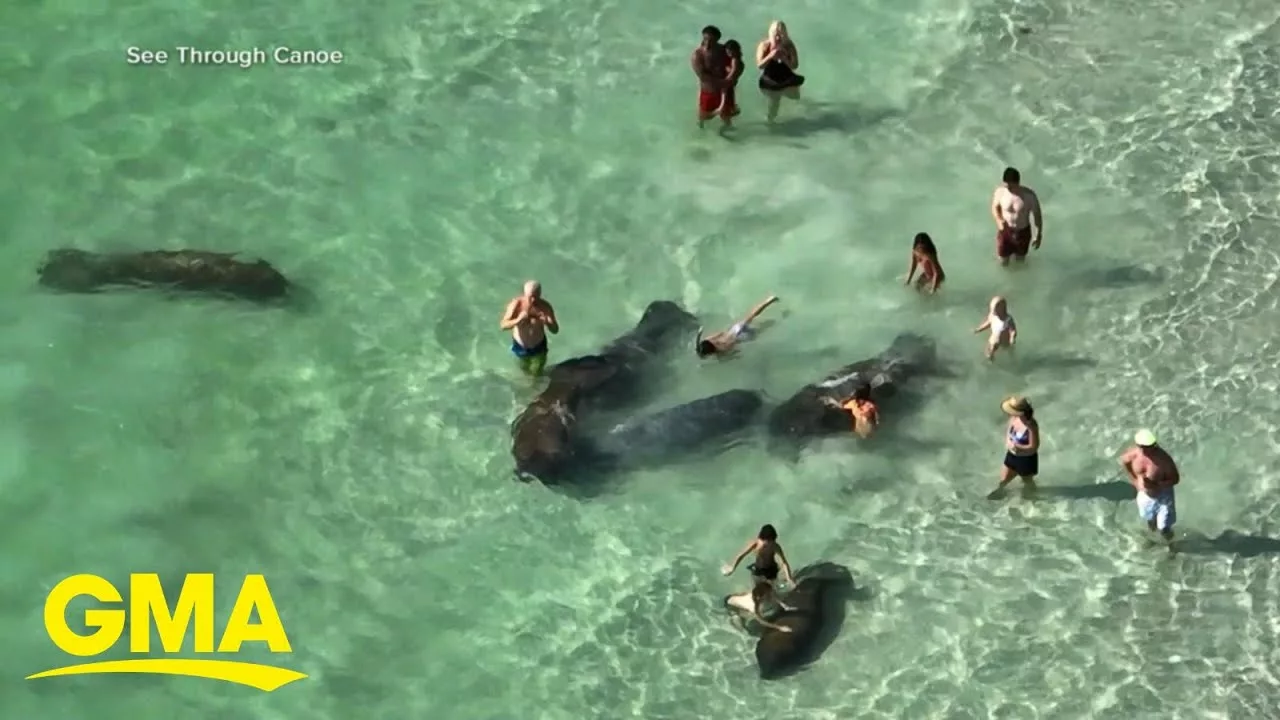 Tourists Caught Harassing Manatees in Florida | GMA