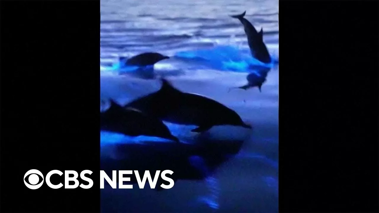 California Dolphins Were Seen Swimming in “Magical” Blue Waves. Here’s What Caused It | CBS News