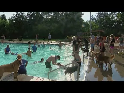 Pooches and People Celebrate the End of the Swim Season With Doggy Dip | WTOL11