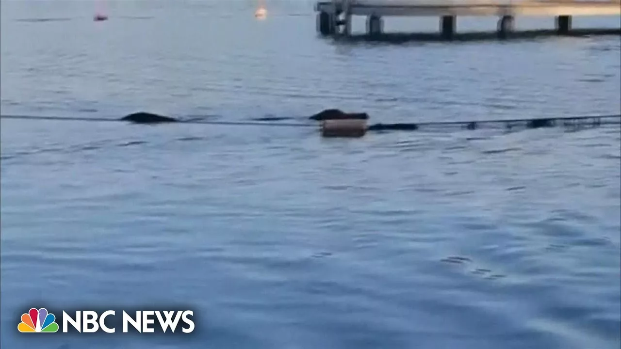 Texas Girl Scout Troop Escapes Alligator During Lake Swim | NBC News