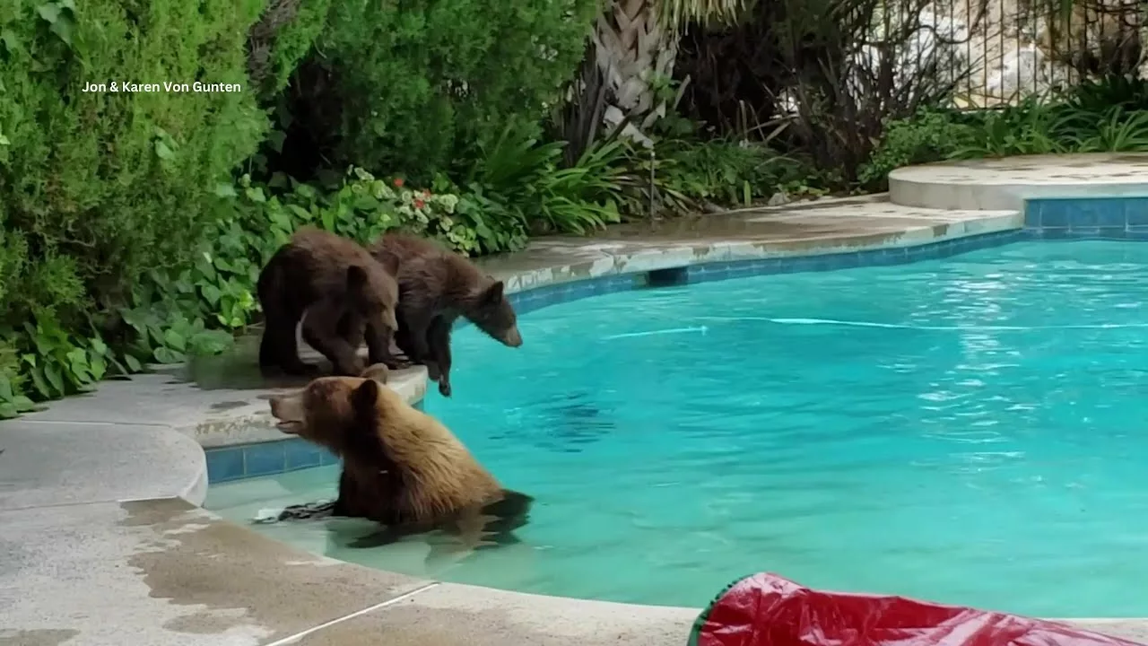 Video Captures Bear Taking a Dip in Local Swimming Pool | KTLA 5