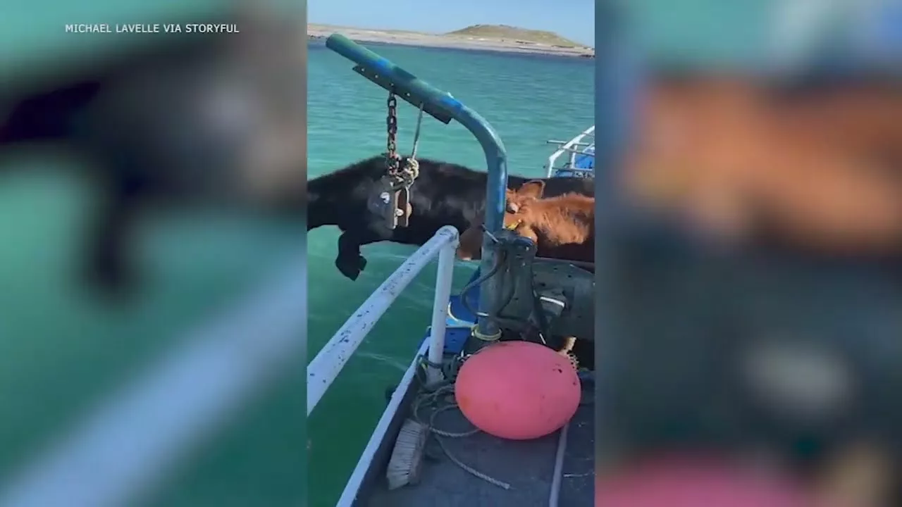 Cows Leap Off Boat and Swim to Irish Island for Grazing | ABC 7 Chicago
