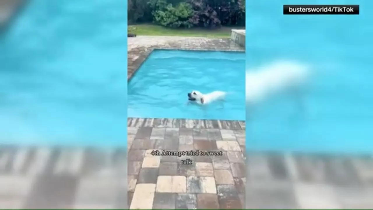 Viral Dog Loves Swimming Pool | 9NEWS