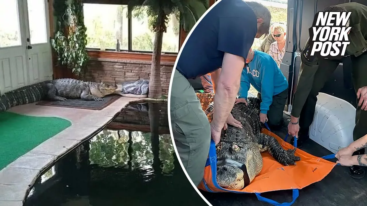 Ailing 750-Pound Alligator Seized From NY Home After Gentle Giant Would Swim With Kids | New York Post